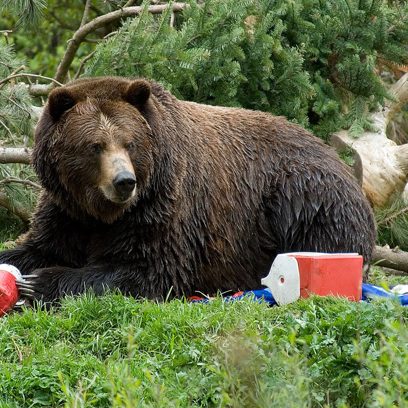 how to hang a bear bag