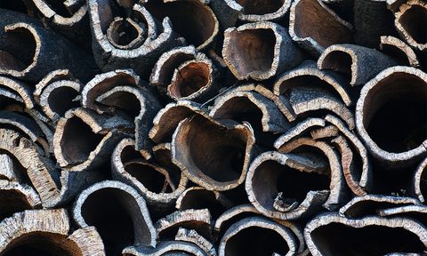 guide to cork tree harvest stock algarve portugal close up getty images