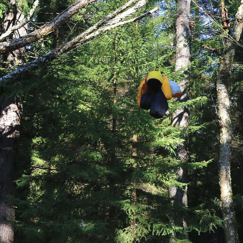 A bear bag hanging from a tree branch