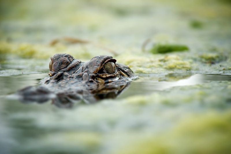 Alligator eyes