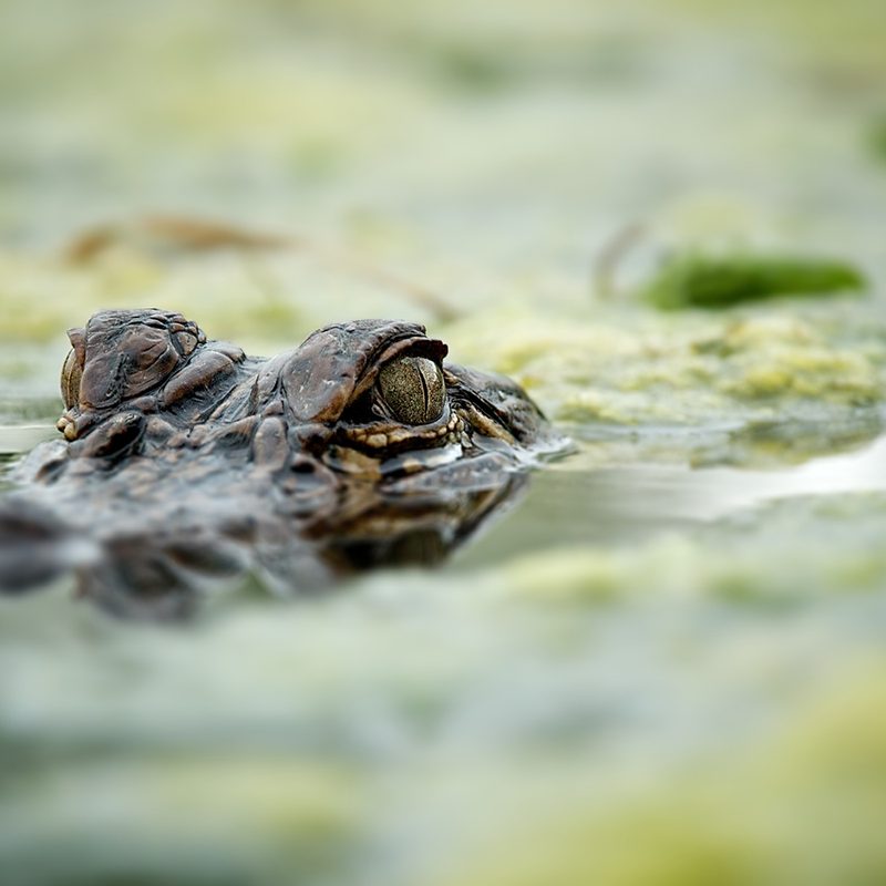 Alligator eyes