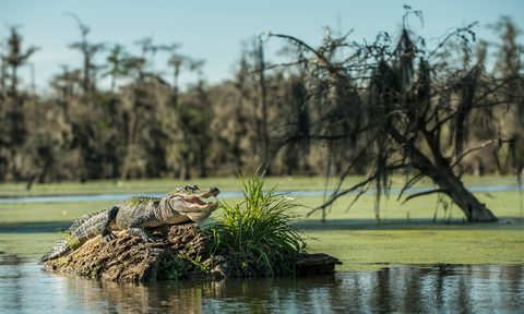 Alligator in a swamp