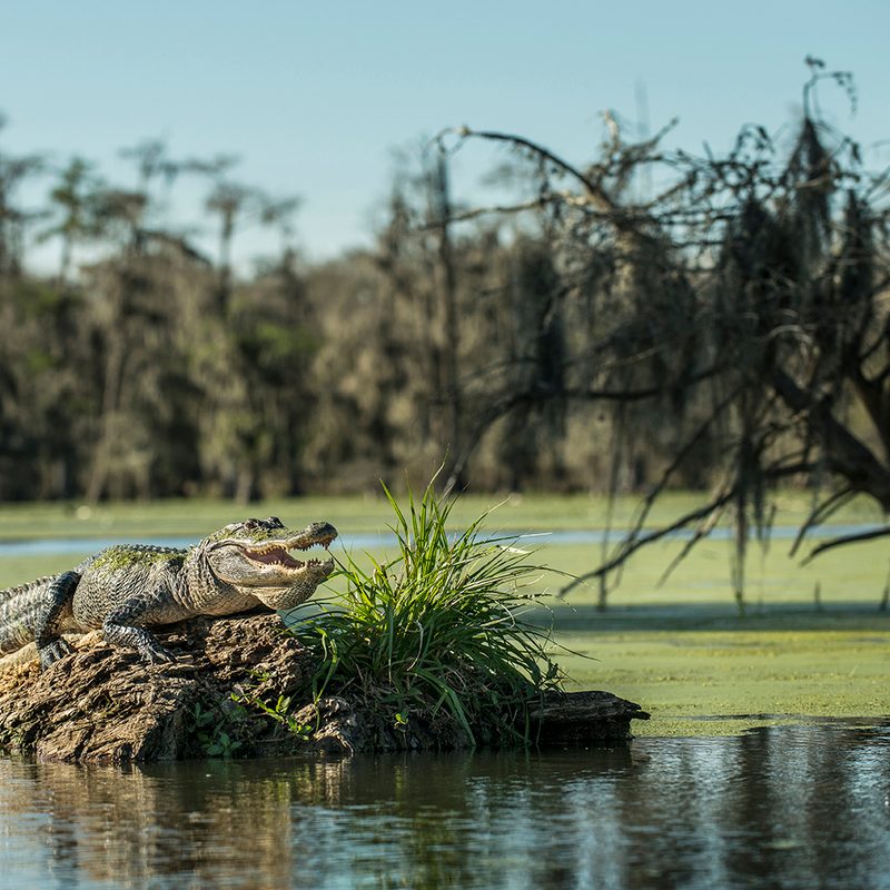 Alligator in a swamp