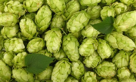 beer hops types
