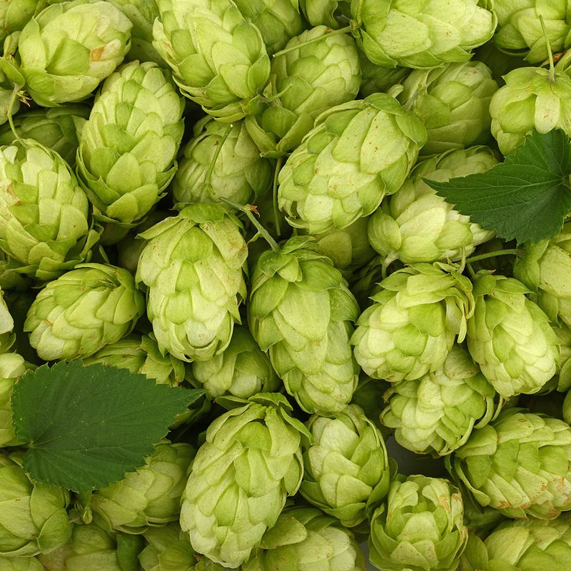 beer hops types