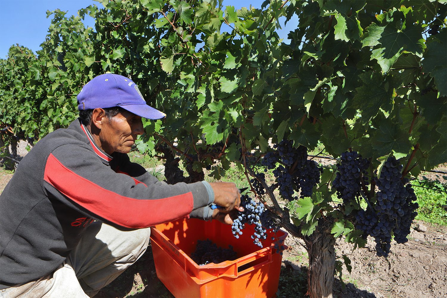 male worker picking grapes in vineyard