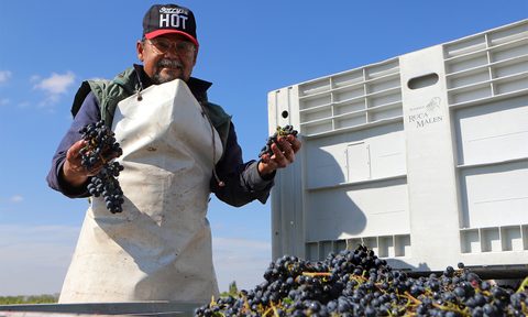 Man sorting wine grapes in the vineyard