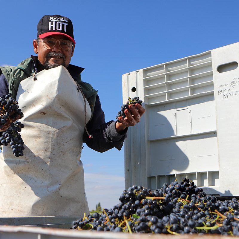 man sorting wine grapes in the vinyard