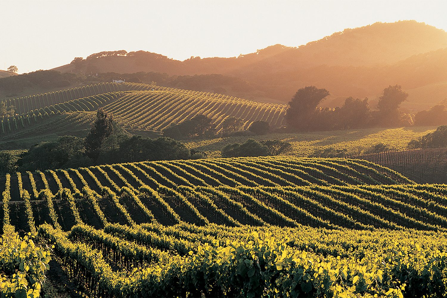 napa valley