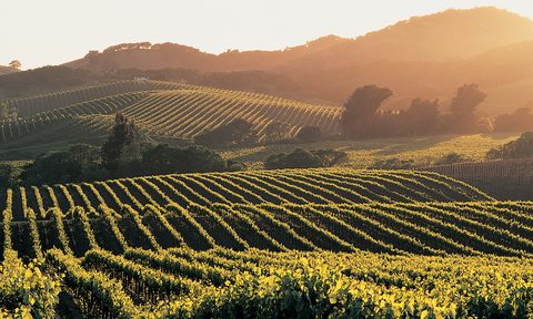 Napa Valley