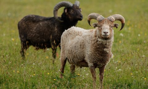 North Ronaldsay Orkney sheep