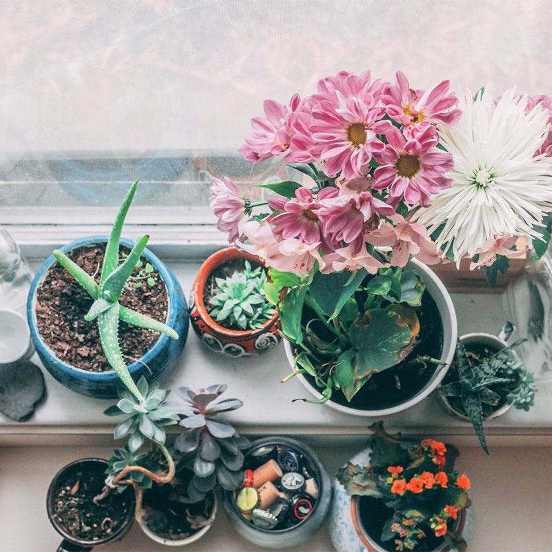 Plants