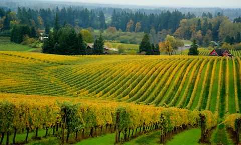 Willamette Valley