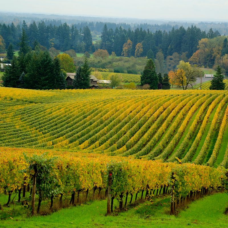 Willamette Valley.