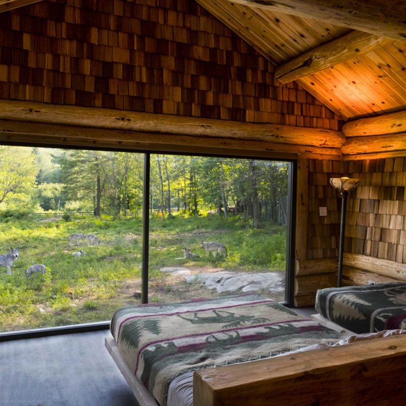Wolves looking through the bedroom window at Canada's Parc Omega Wolf Cabin.