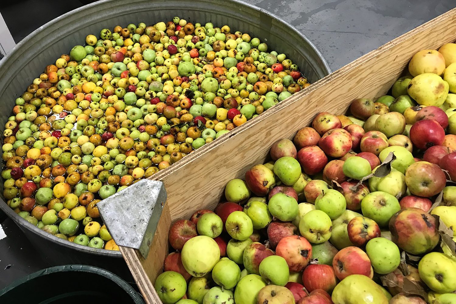 community cider apples
