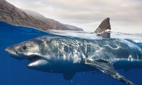 great white shark