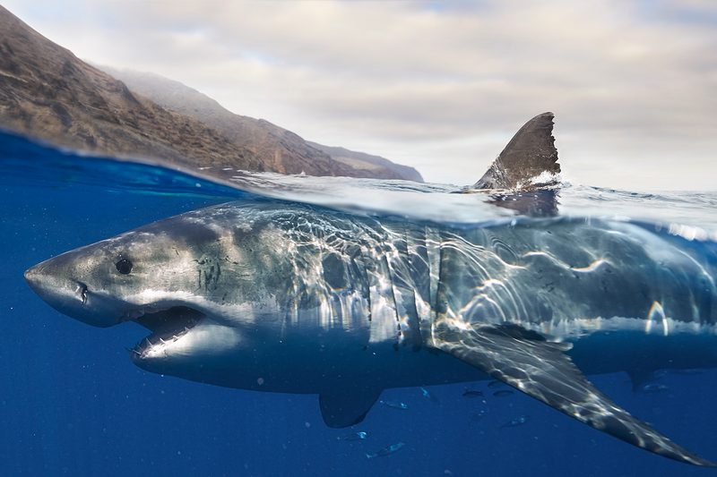 great white shark