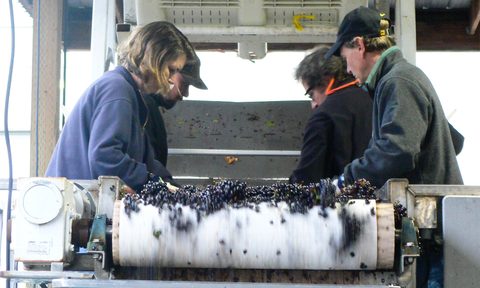 wine harvest help ideas sorting and mashing the grapes for