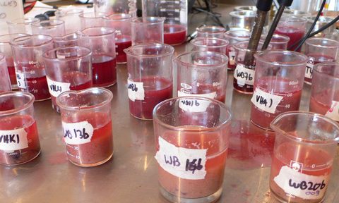 Samples during wine harvest.