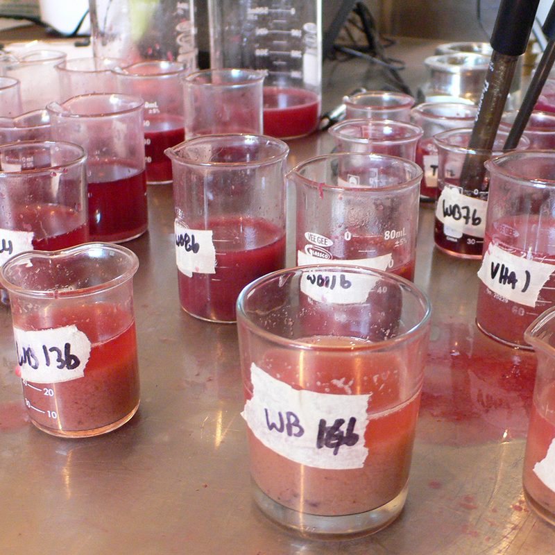 Samples during wine harvest.