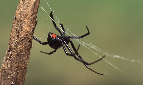 black widow spider