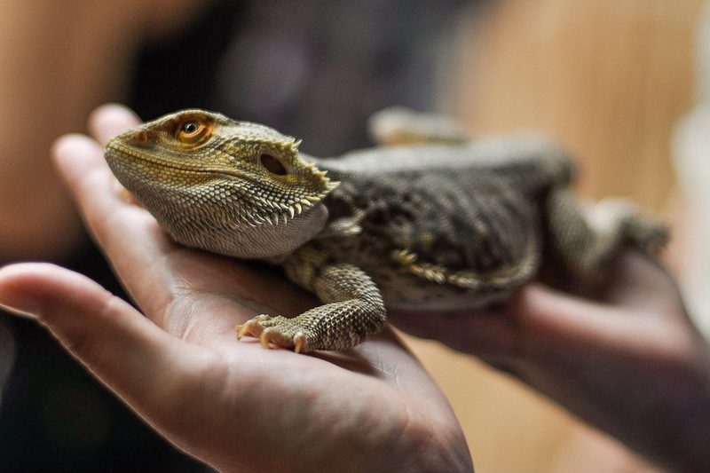 emotional support animal pet bearded dragon