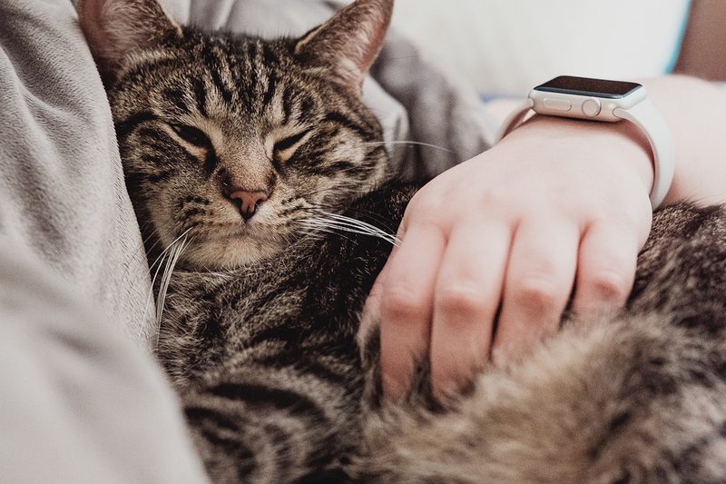 emotional support animal pet cat