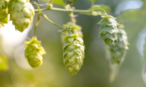 fresh hops vine