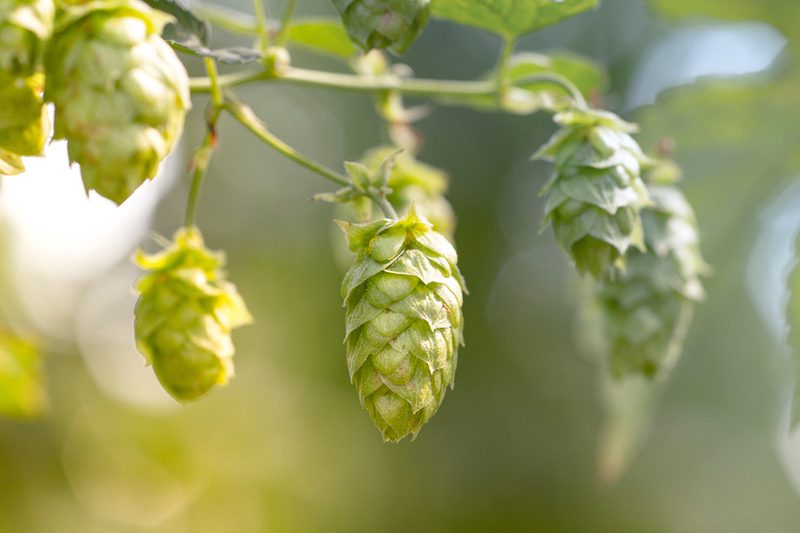fresh hops vine