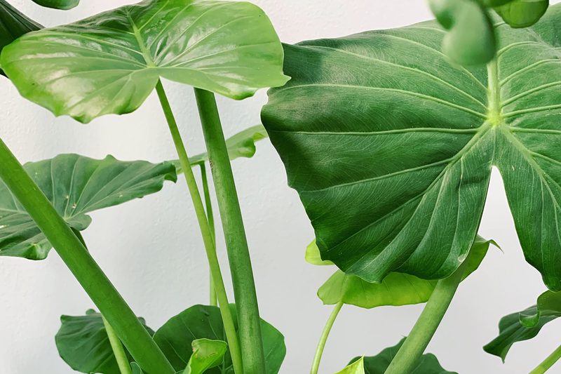 houseplant elephant ear