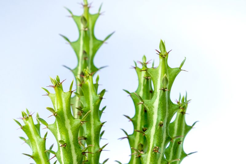 houseplant euphorbia knuthii