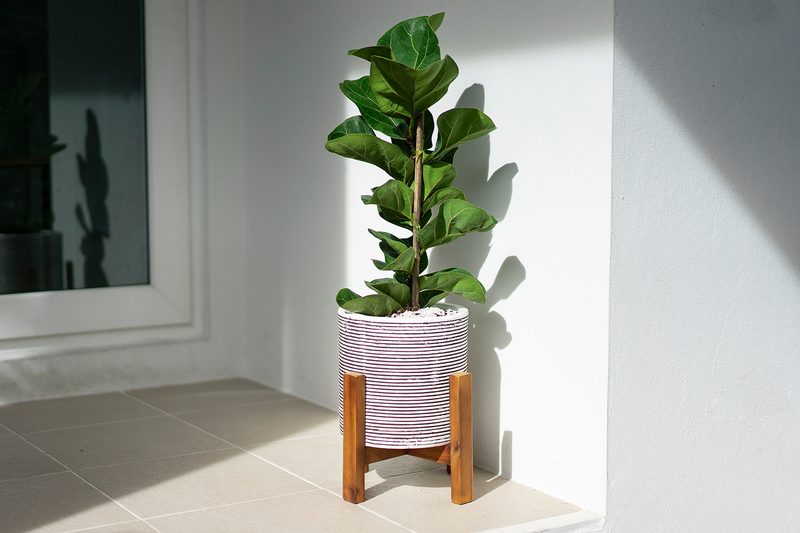 houseplant ficus lyrata tree