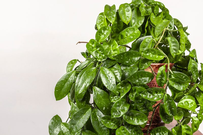 houseplant hoya