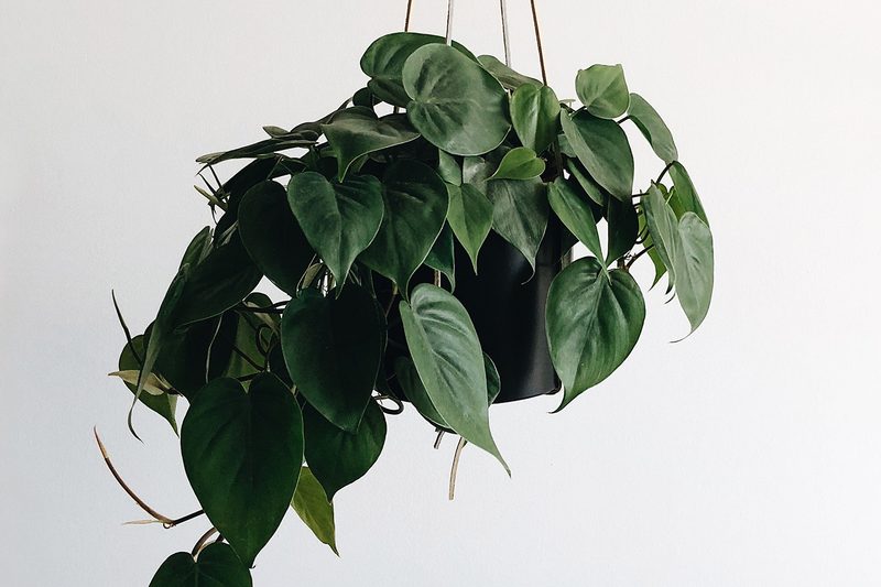 houseplant jade pothos