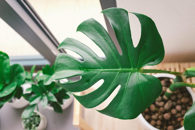 houseplant monstera