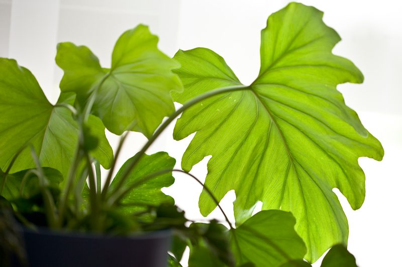 houseplant philodendron