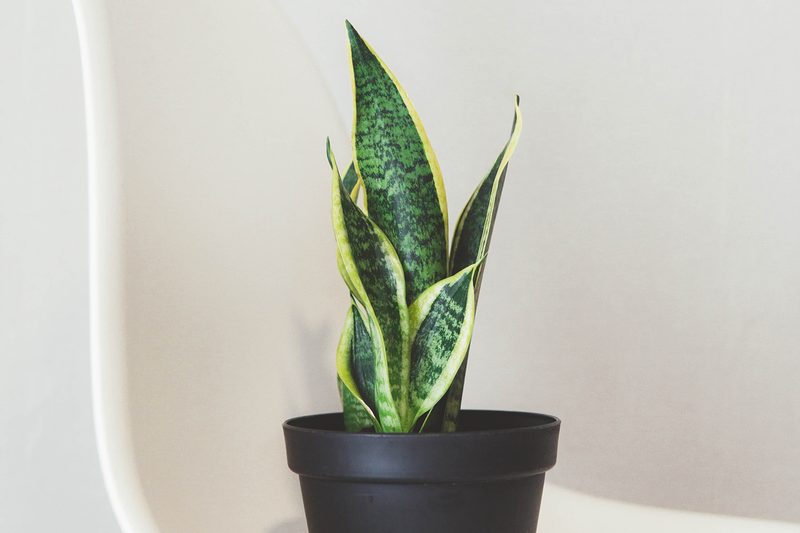 houseplant sansevieria