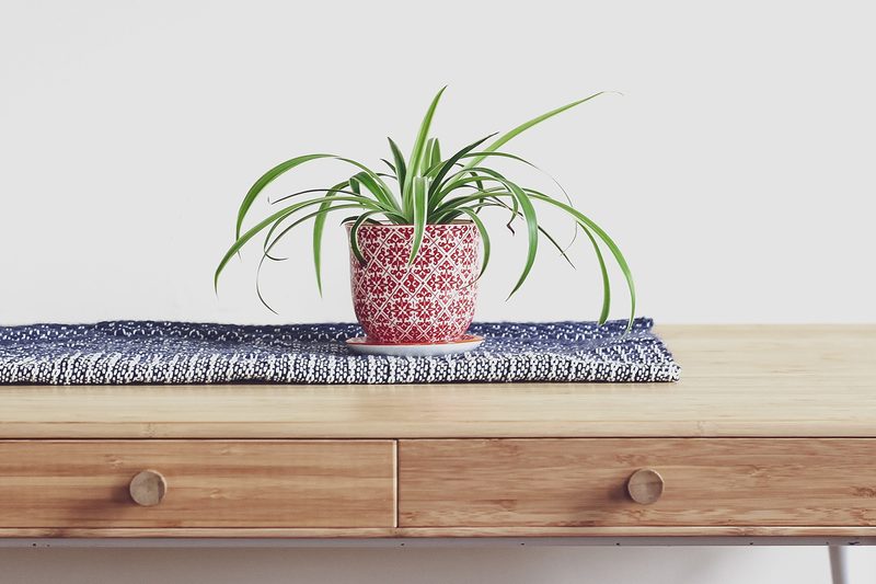 houseplant spider plant