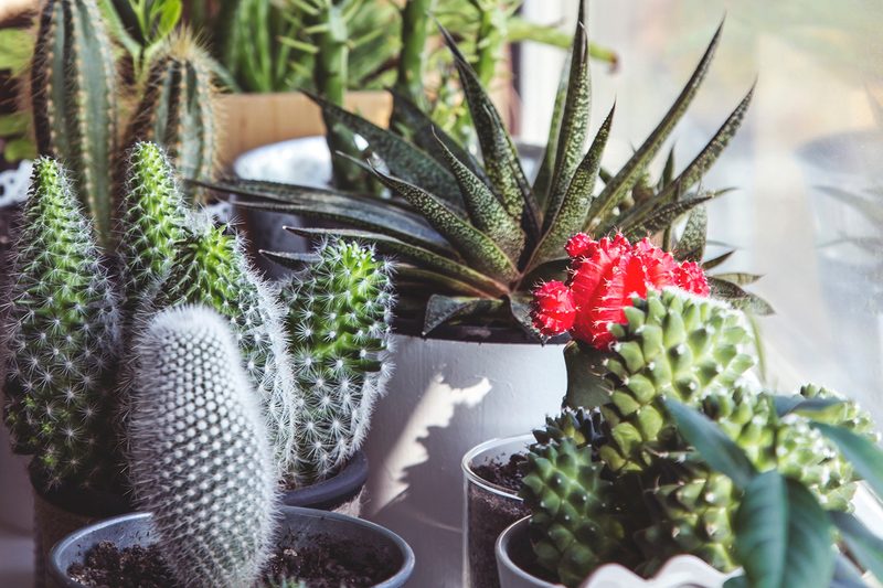 houseplant succulent cacti