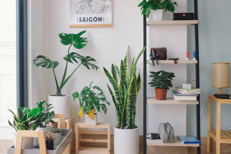 houseplants