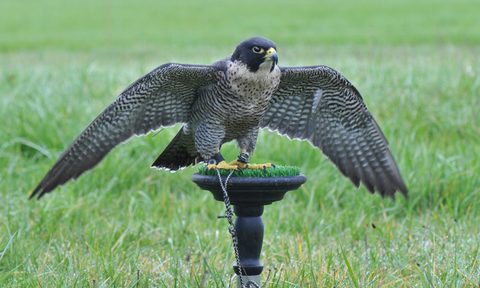 falconer wine industry professional judah the falcon