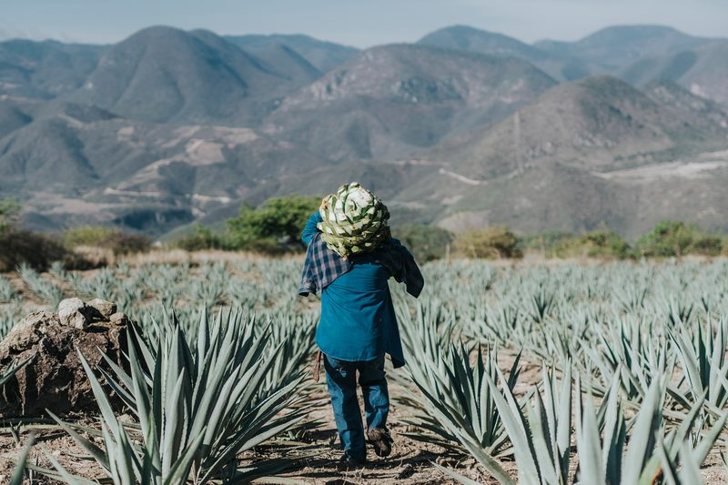 Mezcal Union
