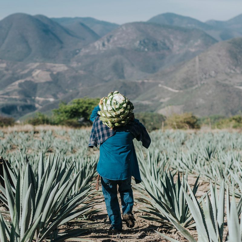 man in the agave field carrying a pina.