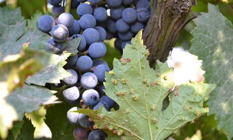 Phylloxera Aphid Wine Grapes Leaves