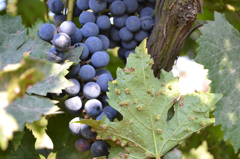 Phylloxera Aphid Wine Grapes Leaves