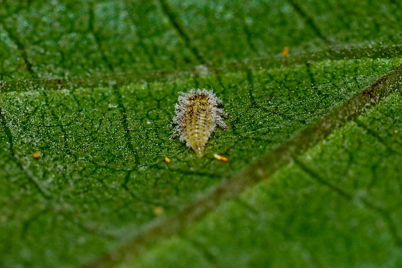 Phylloxera Aphid