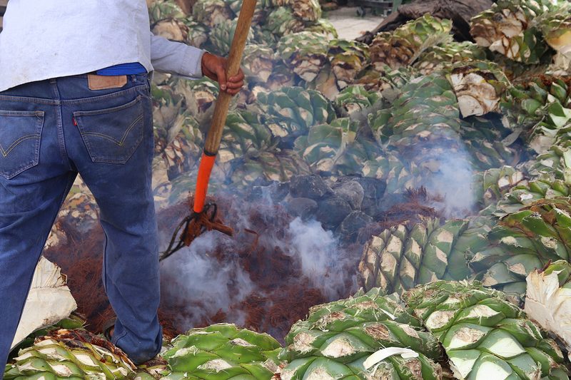 agave agriculture