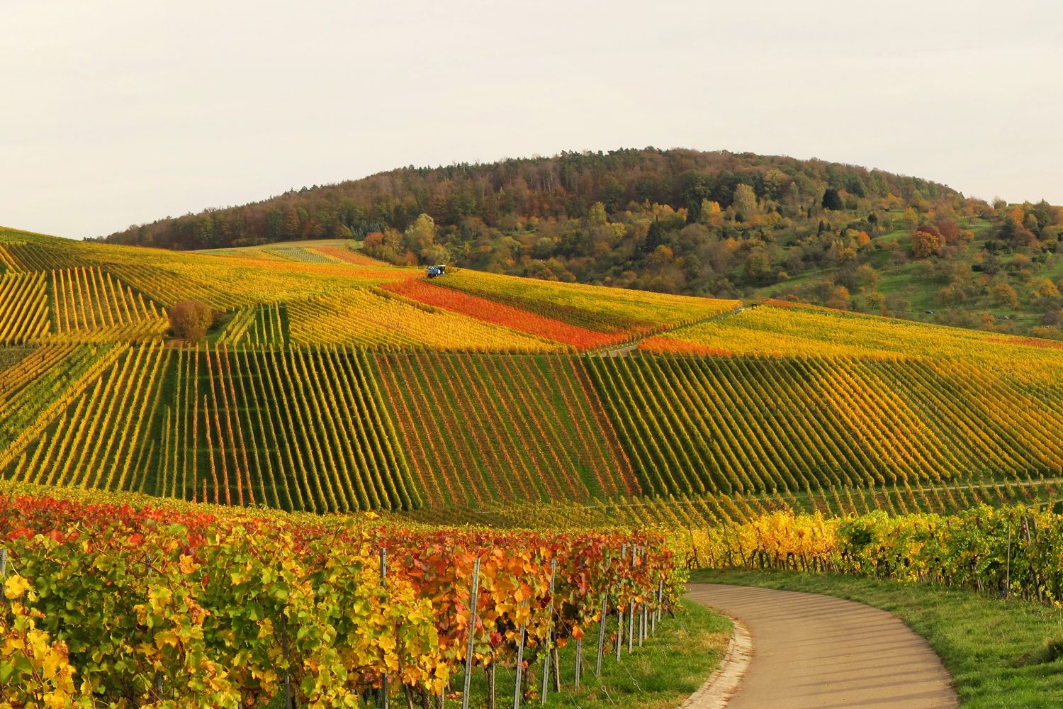 Vineyard.