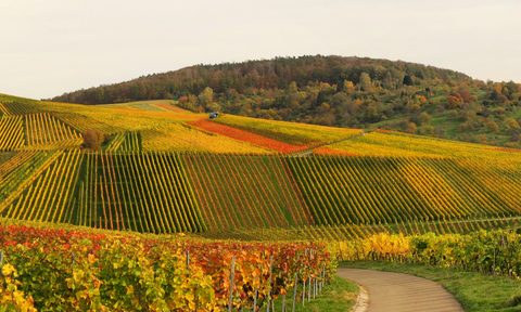 Vineyard.